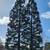 Tree service / Tree Trimming / Tree Removals (All Bay Area) 1 thumbnail