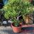 * blue chalk stick * curio repens senecio * ice plants *& more plants* 9 thumbnail
