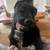 PAID OPPORTUNITY TO DOG FOSTER! HELP SAVE AXEL! 2 thumbnail