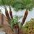 HECTOR LANDSCAPING 🌵TREE🌳PALM🌴SERVICE GARDENING🌱MAINTENANCE🌿 16 thumbnail