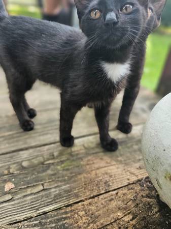 Gatita (Terre Haute)63671518934915123