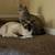 Siamese Cat - Male 3 years old 4 thumbnail