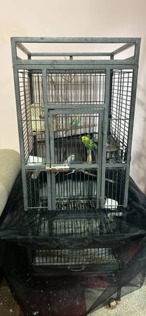 Rehoming four Parakeets and all accessories (North Olmsted)63686659974657121