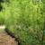 BAMBOO PLANTS $30 (1/8 price!)BEST THING for PRIVACY 3 thumbnail