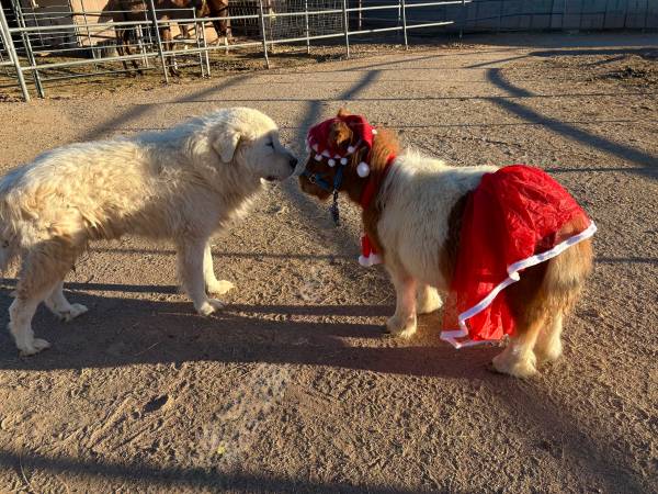 Tiny Mini Horse  Baby/ weaned 1