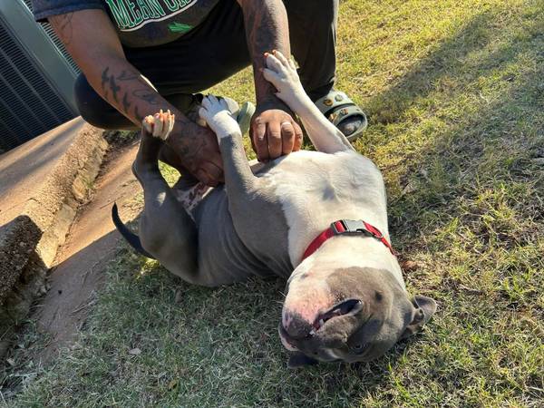 ABKC American Bully (macho)63852007083009122