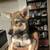 Two-and-half-month-old puppy 5 thumbnail
