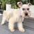 Female mini schnauzer 2 thumbnail