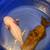 Available Axolotls 3 thumbnail