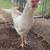 Fertilize eggs and Roosters 2 thumbnail