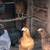 Hens 5 month old 4 thumbnail