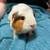 Female Guinea pig 1 thumbnail