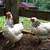 Brahma hens (laying now) 1 thumbnail