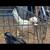 White Polish Roosters 2 thumbnail