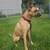 Rehoming German Shepherd Mix 3 thumbnail