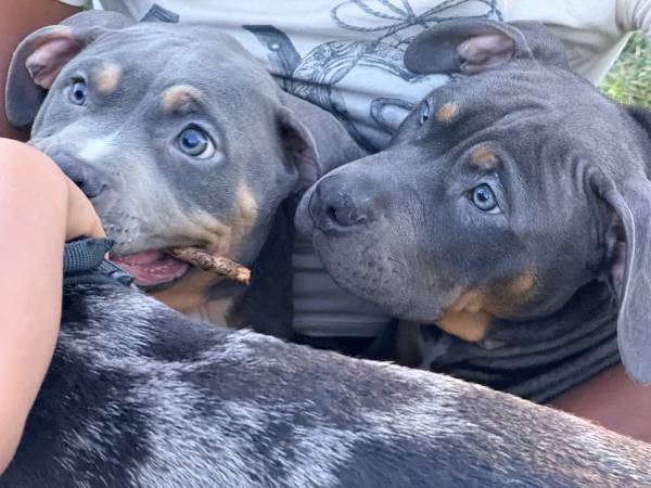 American bully tricolored, and Merle (Bloomington)64147996479489122