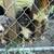Mini aussie pups 2 thumbnail