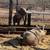 Yorkshire Hampshire piglets pigs pig 10 thumbnail