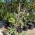 Guava Tree 3 thumbnail