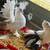 Pigeons for sale. 10 Indian fantail 7 thumbnail