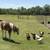 Paint Pony Gelding 4 thumbnail