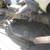 1996-97 Trans Am LT1 Exhaust system 4 thumbnail