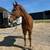 5yo AQHA Mare - Dash Ta Fame/Corona Cartel - Pink Buckle 8 thumbnail