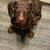 Dachshund 1 thumbnail