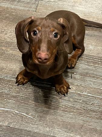 Dachshund 1