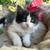 Cute Kitty 4 thumbnail