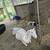 Katadin twins lambs 1 thumbnail
