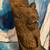 Wood Carved Bear 4 thumbnail