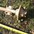 Axle DOUBLE BEAM WALKING  axle, (OBO), reasonable offer?? 3 thumbnail