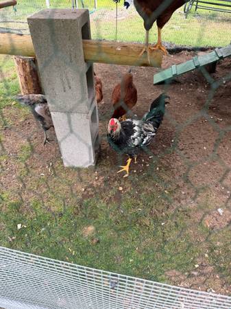 Rooster 1