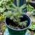 Baby Evergreen Trees $10 each 2 thumbnail