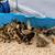 Mixed Ducklings 4 thumbnail