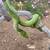 Green tree python 1 thumbnail