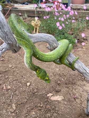 Green tree python 1