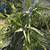 Mature flowering and fruiting dragon fruit plants many available 13 thumbnail