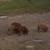 Kunekune/Mangalitsa cross piglets 2 thumbnail