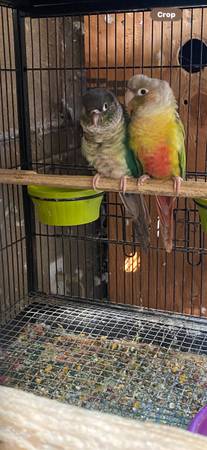 Green cheek 1
