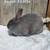 Silver Fox Rabbits 12 thumbnail