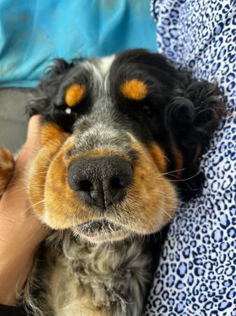 MISSING!! Female Cocker spaniel63919660969219120