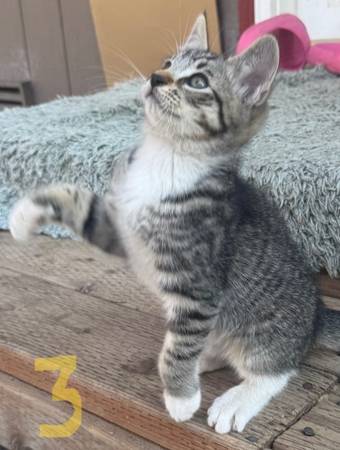 kitten (Auburn)63826637131649124