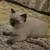 siamese kittens 4 thumbnail