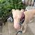 Albino Doberman 1 thumbnail