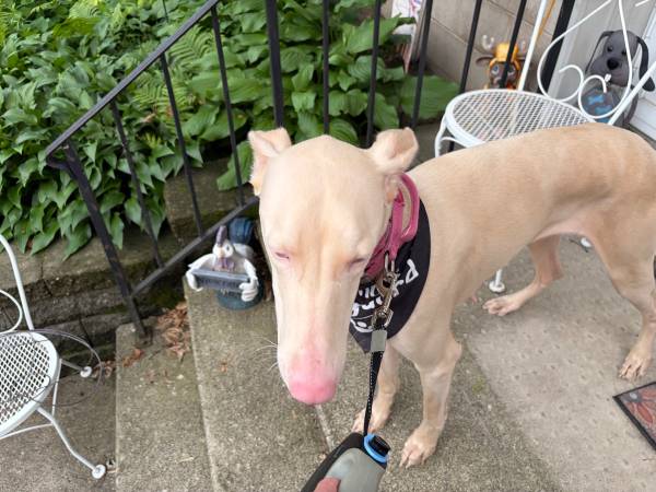 Albino Doberman 1
