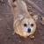 dogs 1 thumbnail