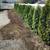 Landscaping 1 thumbnail