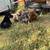 Puppies for rehoming 4 thumbnail